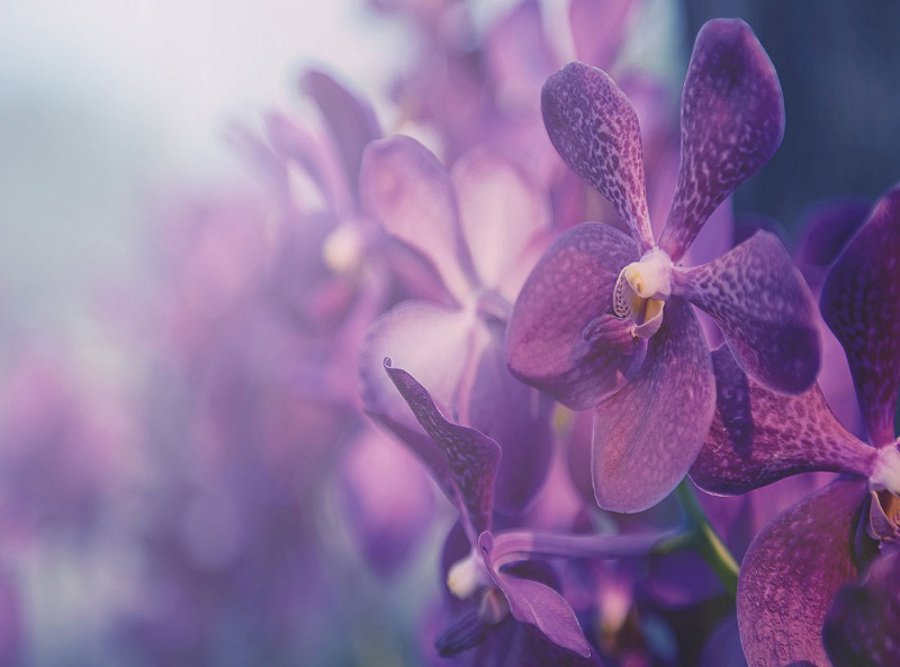 purple