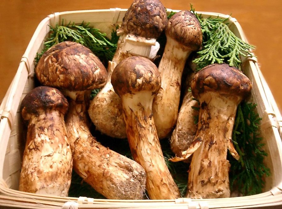 10-Matsutake-Mushrooms