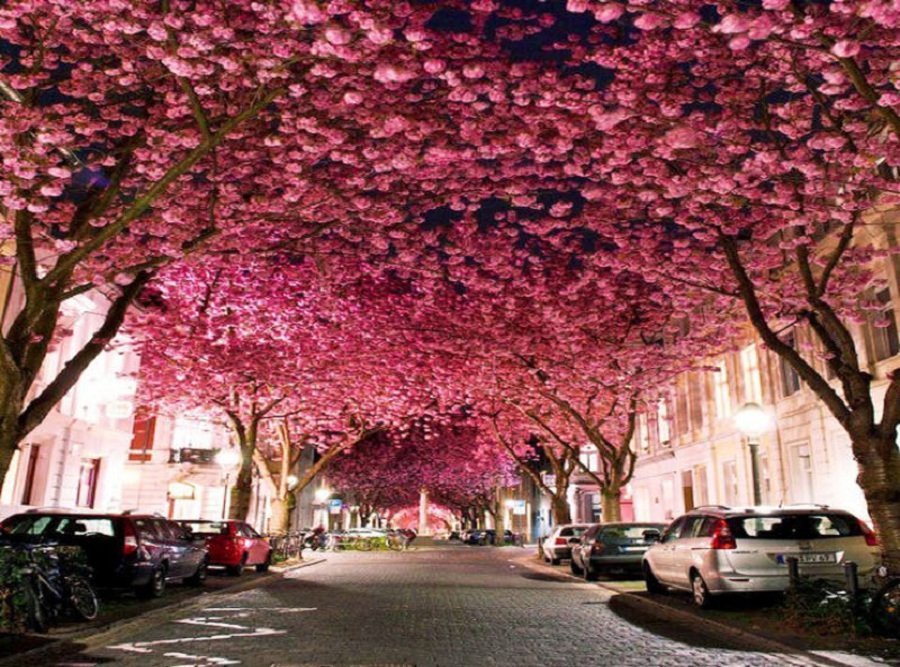 تصویر: https://cdnblog.safarme.ir/Files/Post/15235/4530/w900/Top-10-Spring-Destinations-Bonn-740x555.jpg
