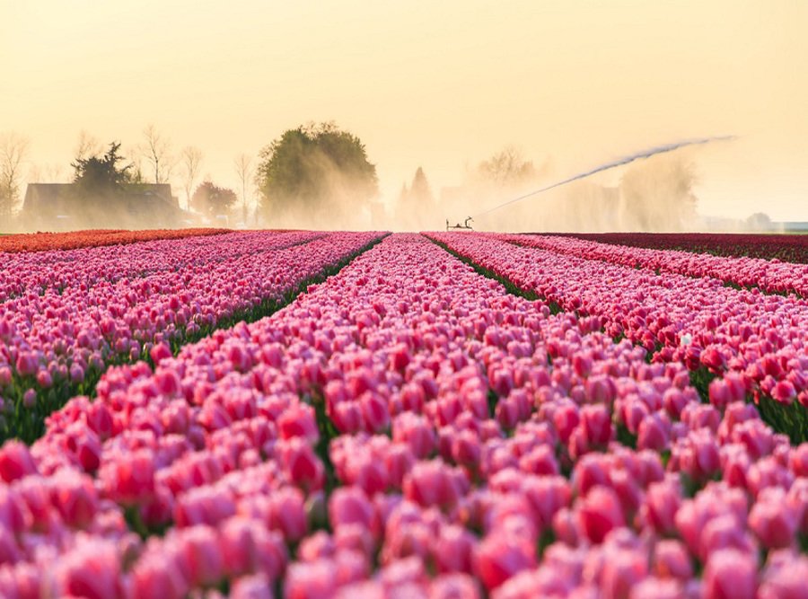 تصویر: https://cdnblog.safarme.ir/Files/Post/15235/4532/w900/ExpatExplore_Tulip_Fields_Keukenhof.jpg
