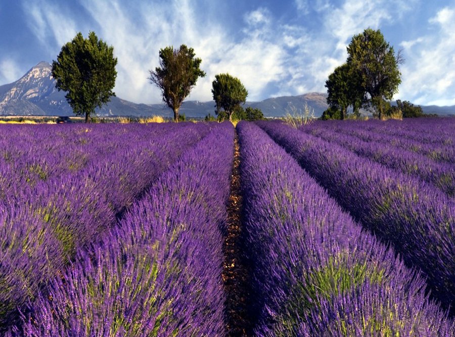 تصویر: https://cdnblog.safarme.ir/Files/Post/15235/4536/w900/Lavender-fields-in-Spring-on-a-windy-afternoon-WP-2.jpg