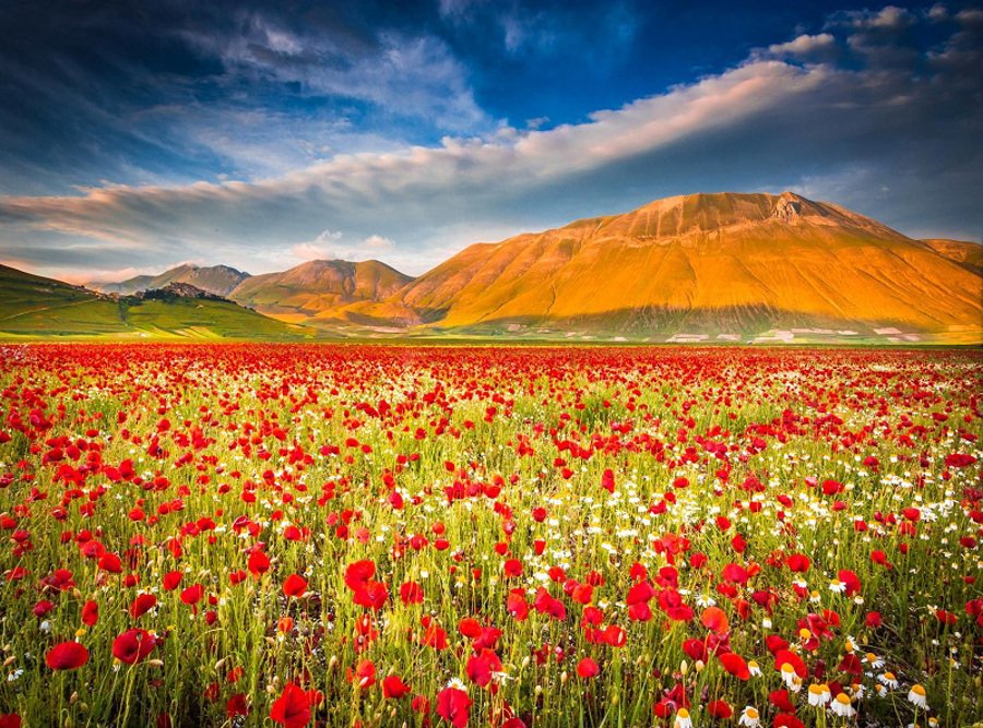تصویر: https://cdnblog.safarme.ir/Files/Post/15235/4537/w900/fields-italy-nature-flowers-flower-norcia-castelluccio-umbria-field-images-of.jpg