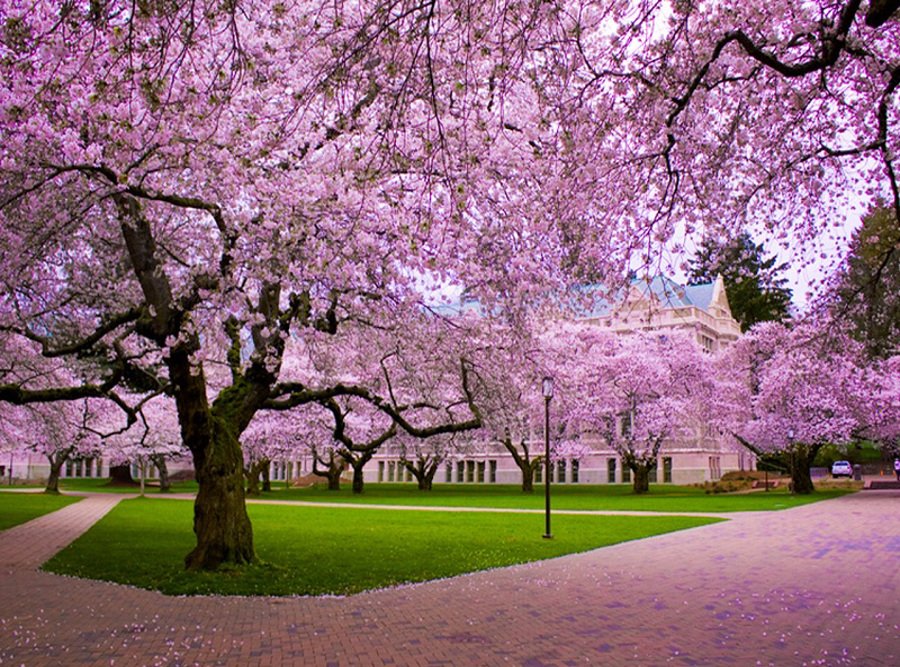 تصویر: https://cdnblog.safarme.ir/Files/Post/15235/4538/w900/national-cherry-blossom-festival-usa-extreme-spring-tourism-anniversary-trip0-16.jpg