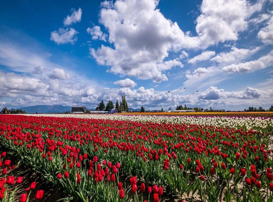تصویر: https://cdnblog.safarme.ir/Files/Post/15235/4539/w900/369284xcitefun-skagit-valley-2.jpg