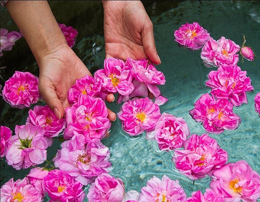 مراسم گلابگیری کاشان