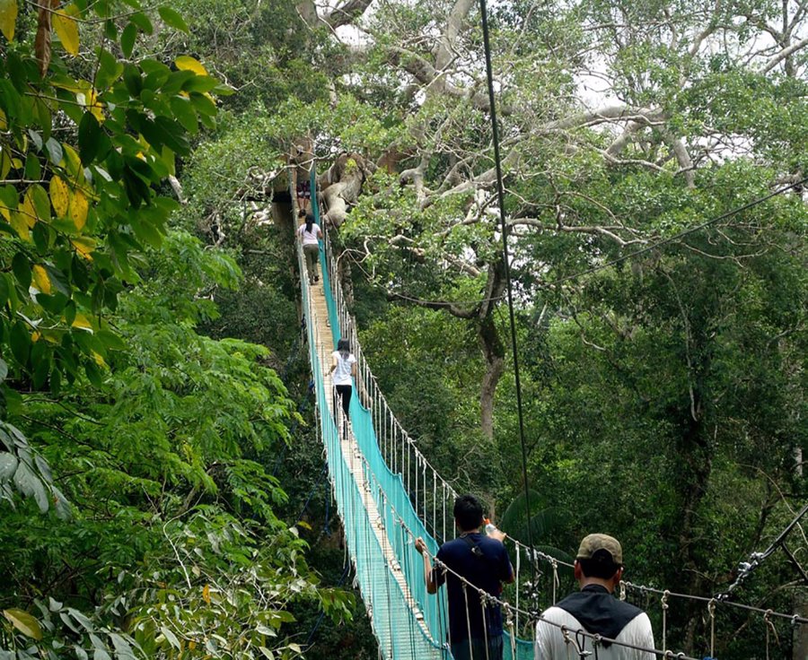 جنگل های بارانی