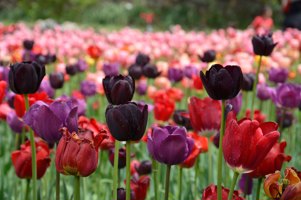 جشنواره گل لاله گچسر-جشنواره گل-جشنواره-گل لاله