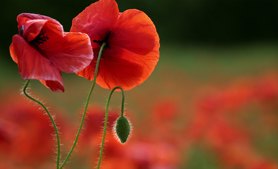 شقایق-دشت شقایق-جلفا-دشت شقایق جلفا