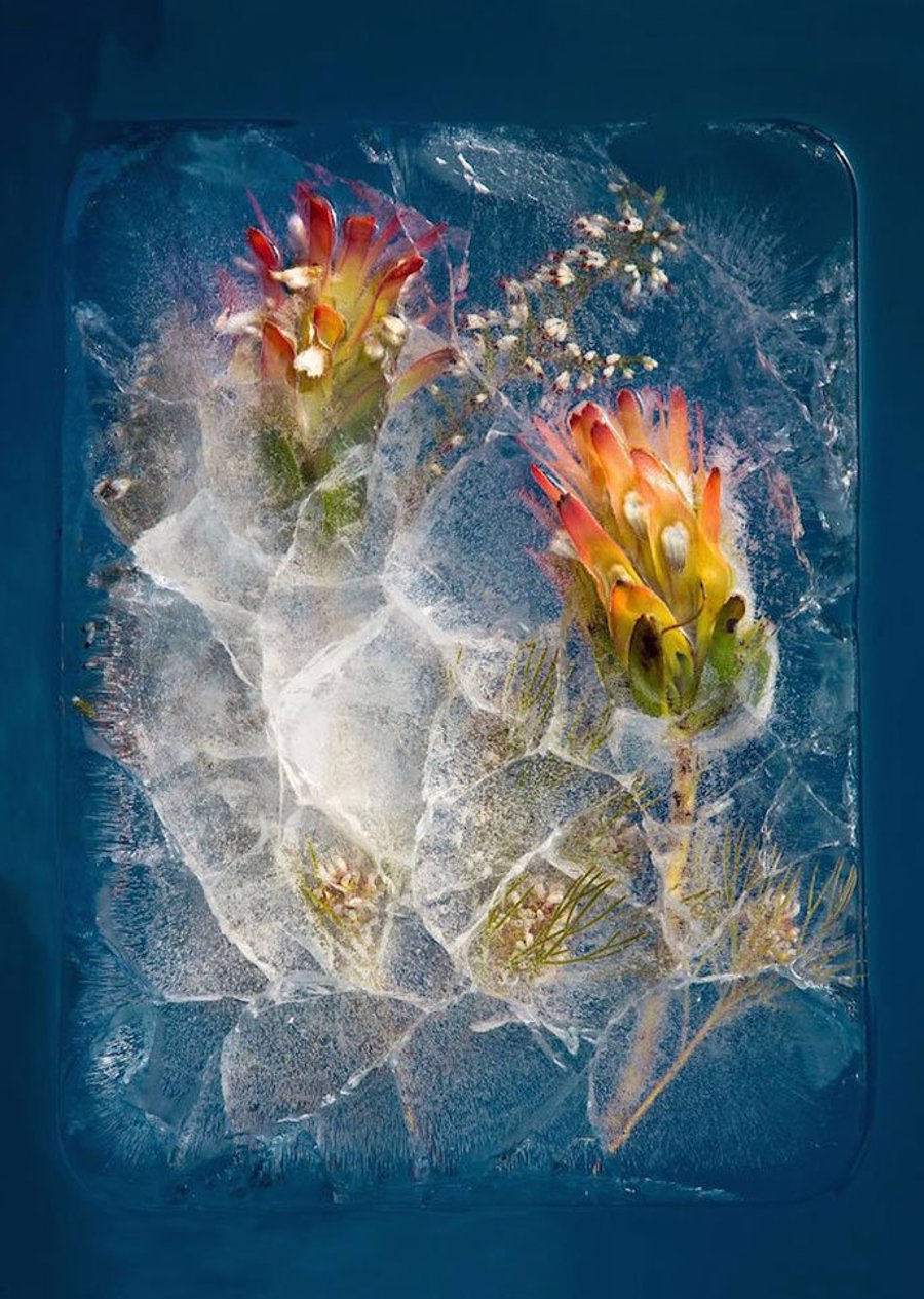 frozen-flowers - عکاسی از گل های یخ زده