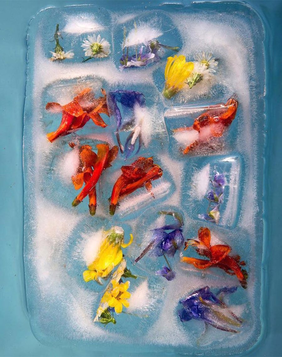 frozen-flowers-2 - عکاسی حرفه ای