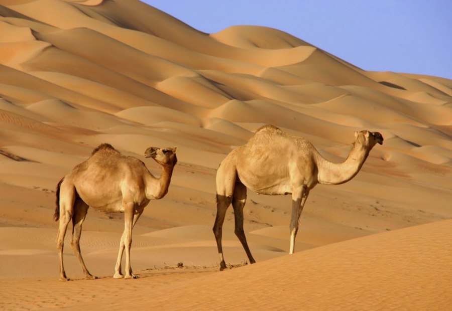 بیابان عربستان