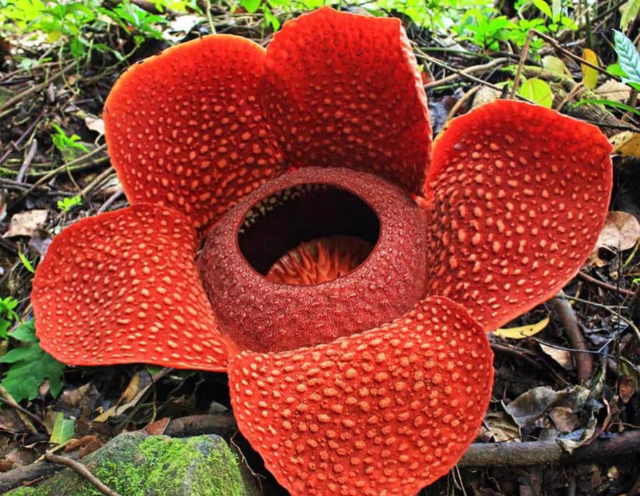 گل رافلِسیا در مالزی | Rafflesia Arnoldii