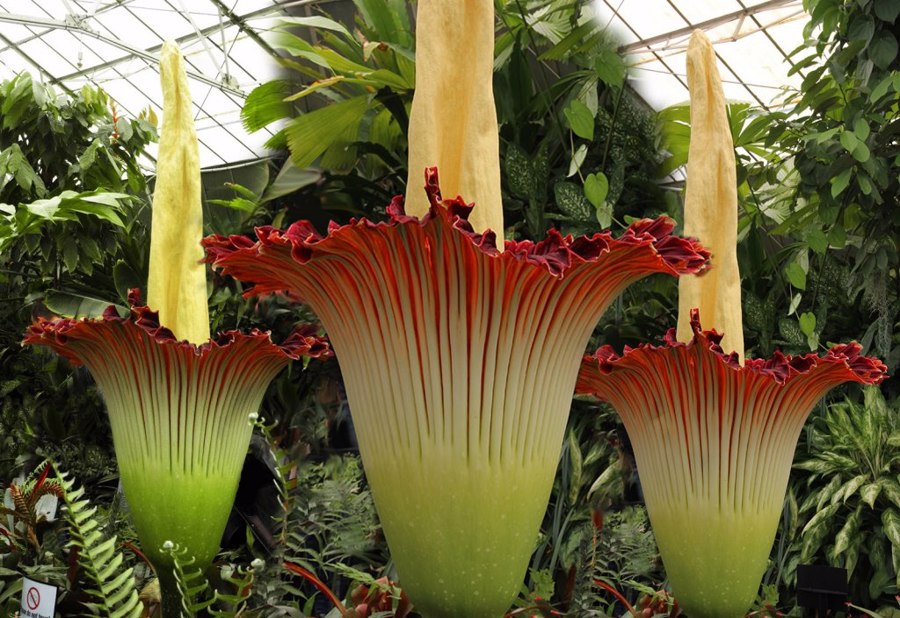 گل تایتان آروم در سوماترا اندونزی |Titan Arum