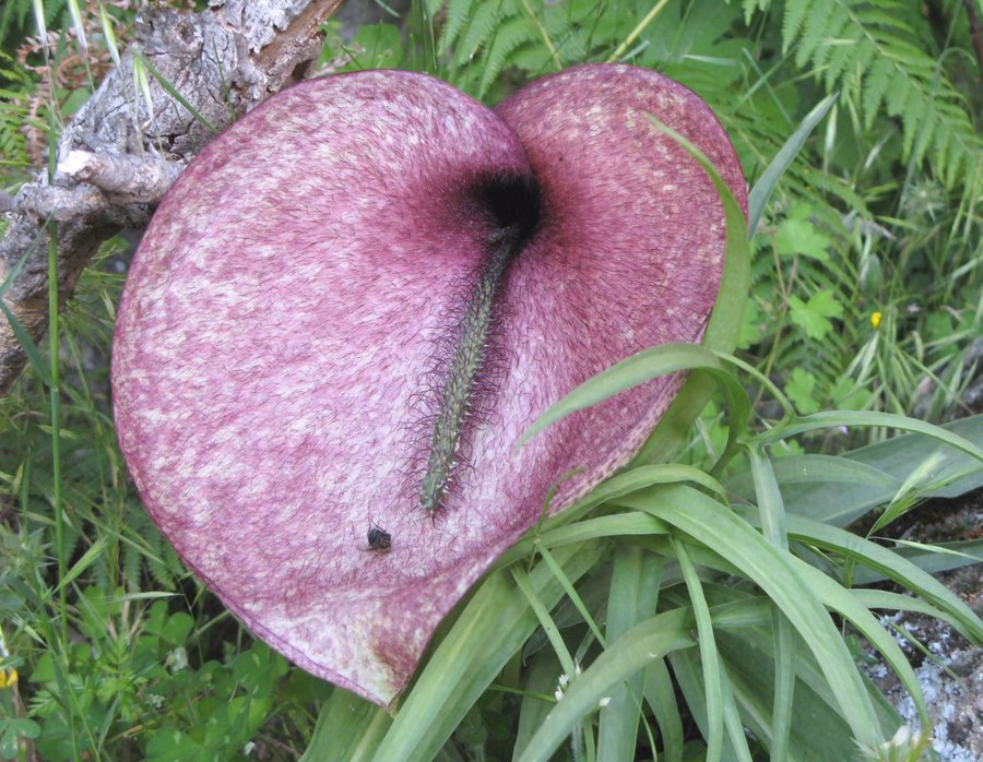 آریوم لی لی، گل اسب مرده | Dead Horse Arum Lily