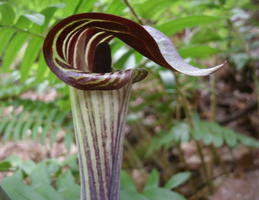 گل پول پیت، بیهوش کننده انسان ها | Jack in the Pulpit
