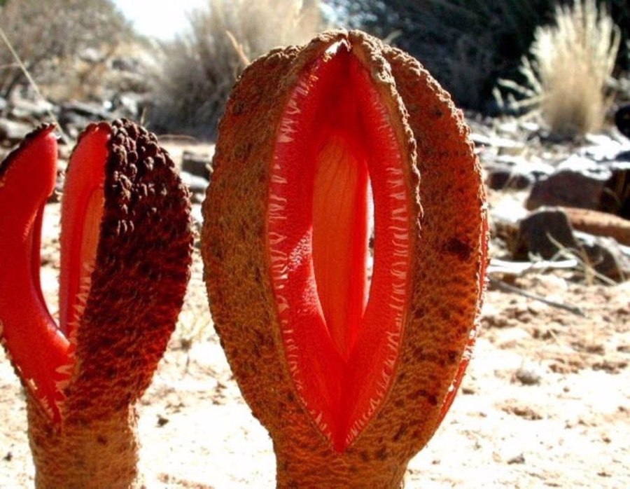 گل هیدنورا آفریقایی | Hydnora Africana