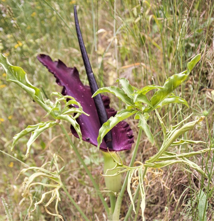 گل دراکونکلوس وولگاریس | Dracunculus Vulgaris