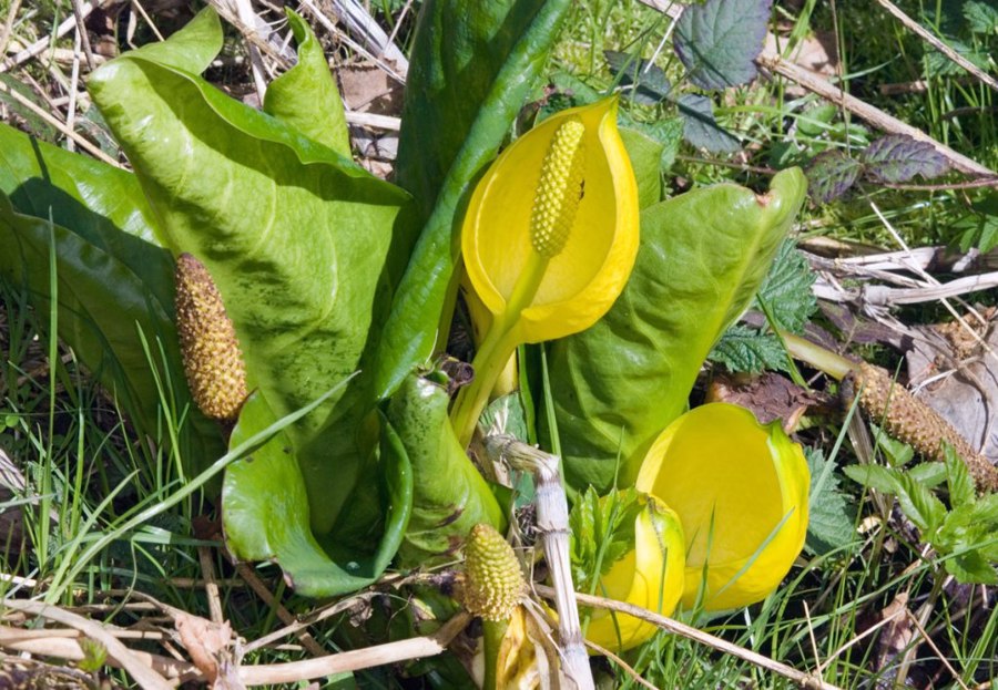 گل کلم غربی | Western Skunk Cabbage