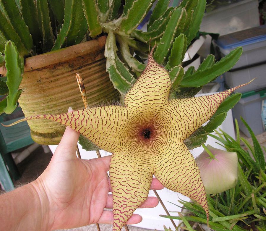 گل استاپلیا ژیگانتی | Stapelia Gigantea