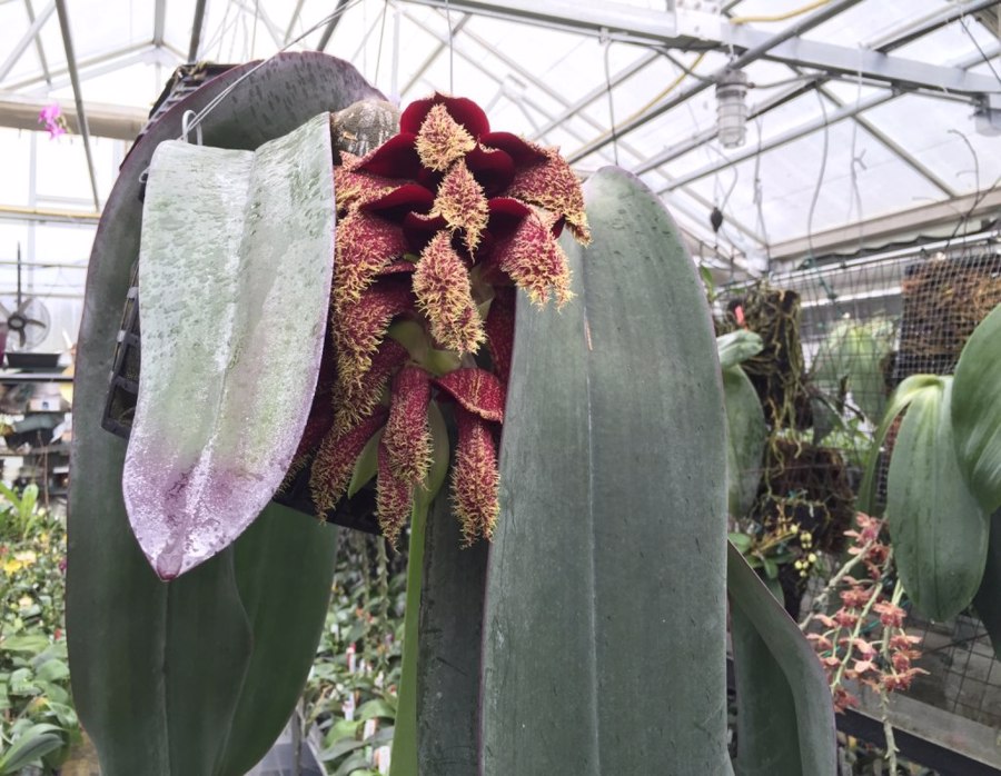 بالبوفیلیوم فالائه نوپسیس | Bulbophyllum Phalaenopsis
