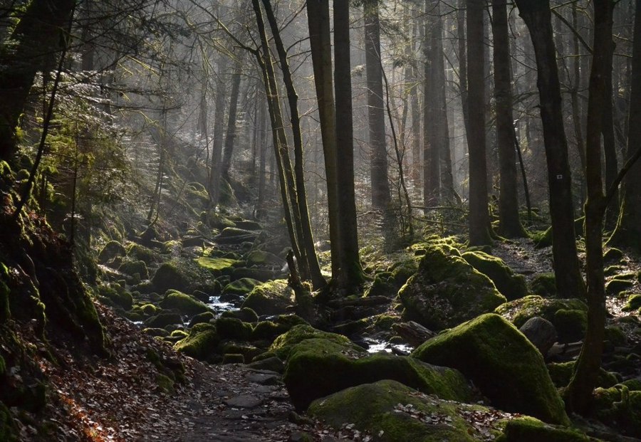 جنگل سیاه آلمان | Black Forest, Germany