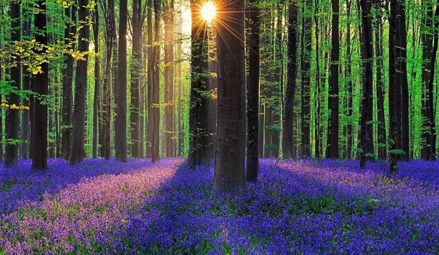 جنگل هالربوس بلژیک | Hallerbos, Belgium