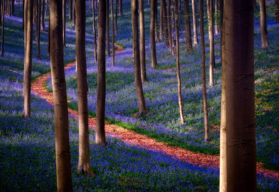 جنگل هالربوس بلژیک | Hallerbos, Belgium