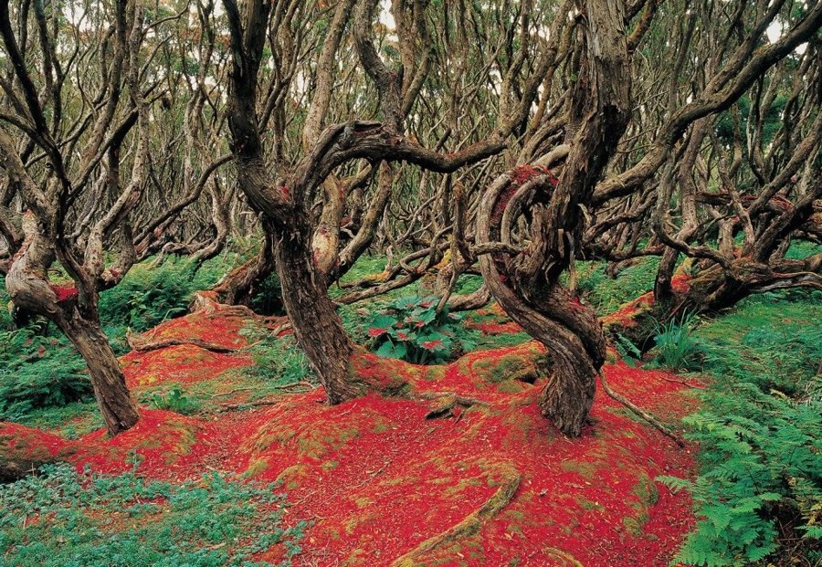 جنگل راتا در نیوزلند | Rata Forest, New Zealand