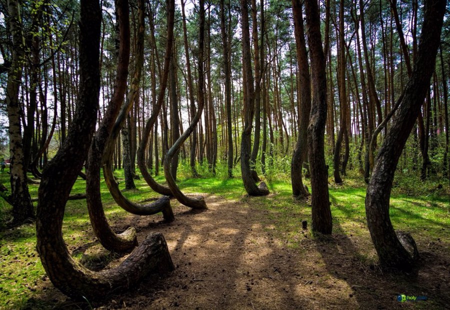 جنگل کروکد در لهستان | Crooked Forest, Poland