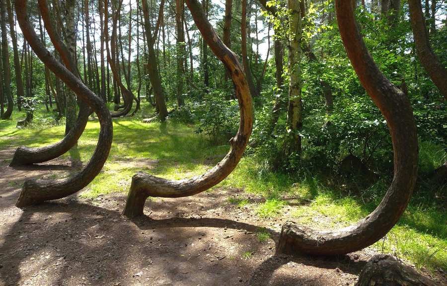 جنگل کروکد در لهستان | Crooked Forest, Poland
