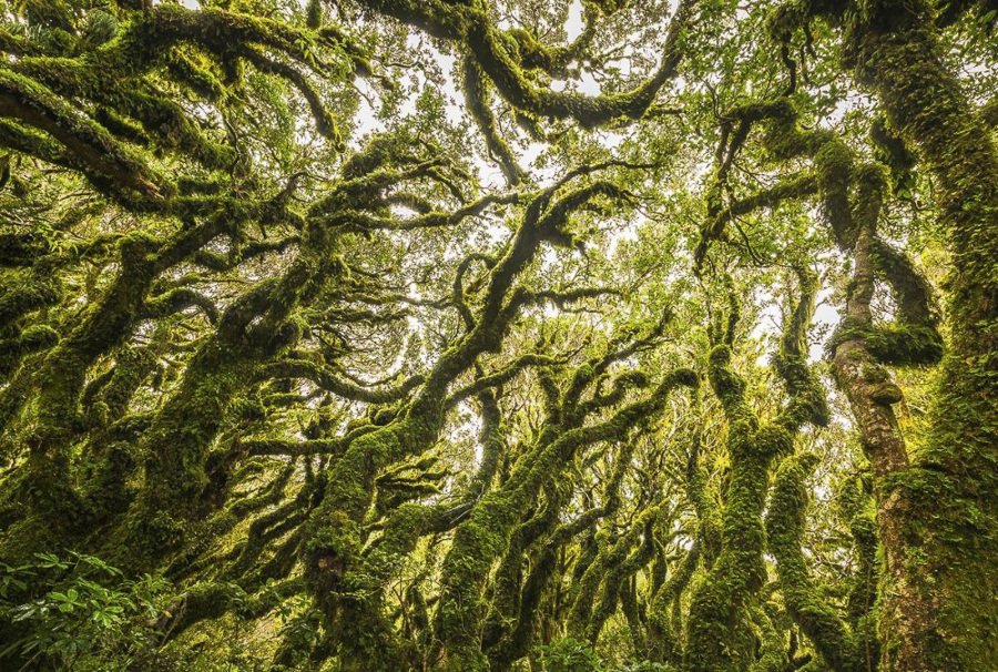 جنگل گوبلین در نیوزلند | Goblin Forest, New Zealand