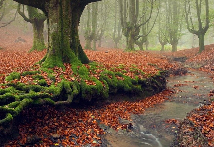 جنگل اتزارتا در اسپانیا | Otzarreta Forest, Spain