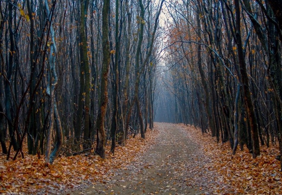جنگل هویا باکیو در رومانی | Hoia-Baciu Forest, Romania