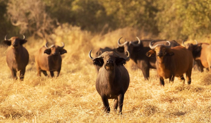 پارک ملی زکوما | Zakouma National Park