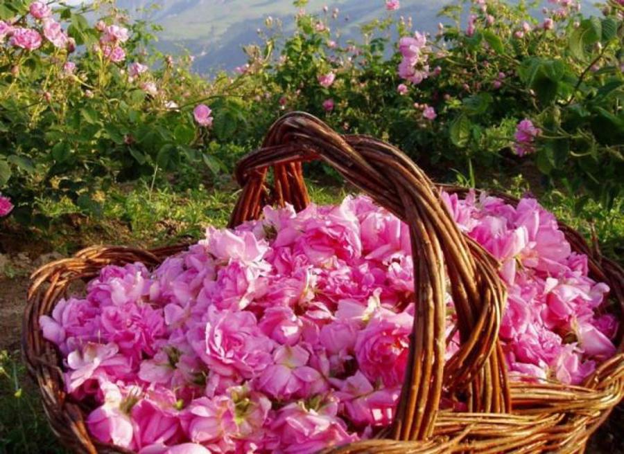 سوغات اسپارتا