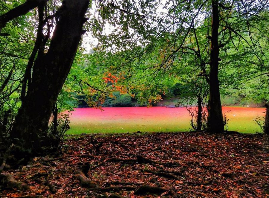 مرداب هسل کجاست