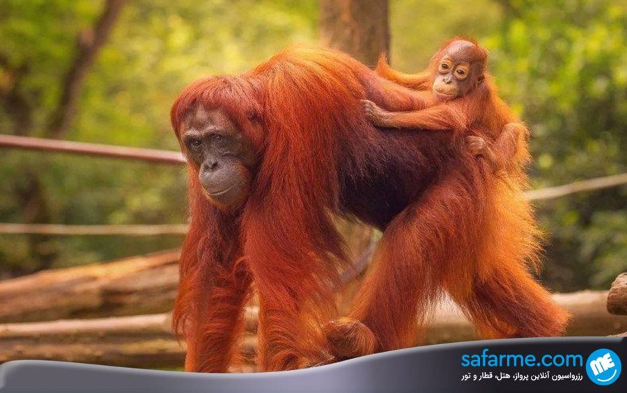 باغ وحش سنگاپور