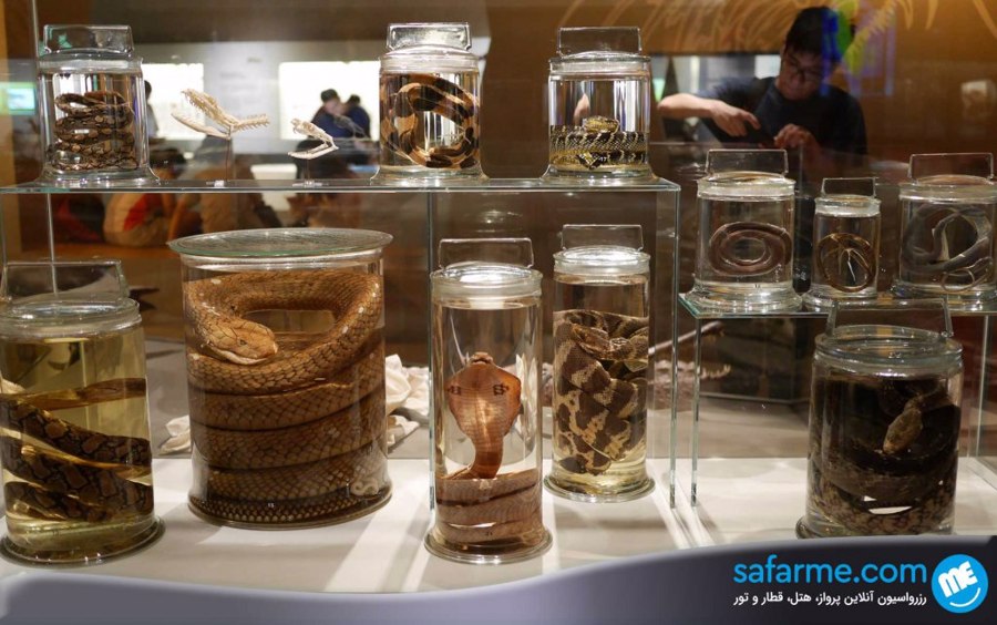 موزه تاریخ طبیعی لی کونگ چیان | Lee Kong Chian Natural History Museum