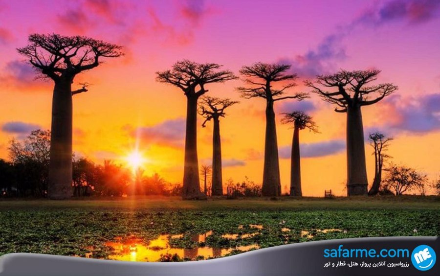 ماداگاسکار