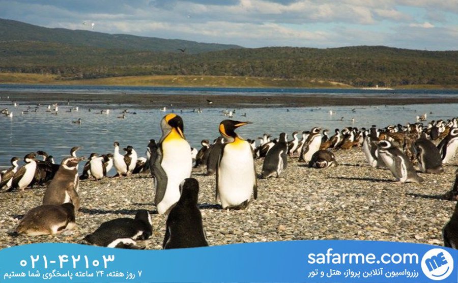 Martillo Island, Argentina