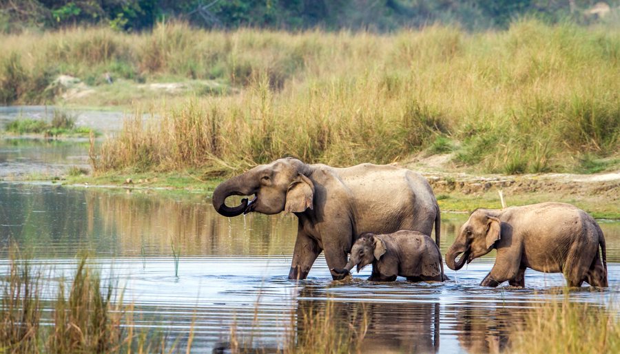 پارک ملی چیتوان (Chitwan National Park)
