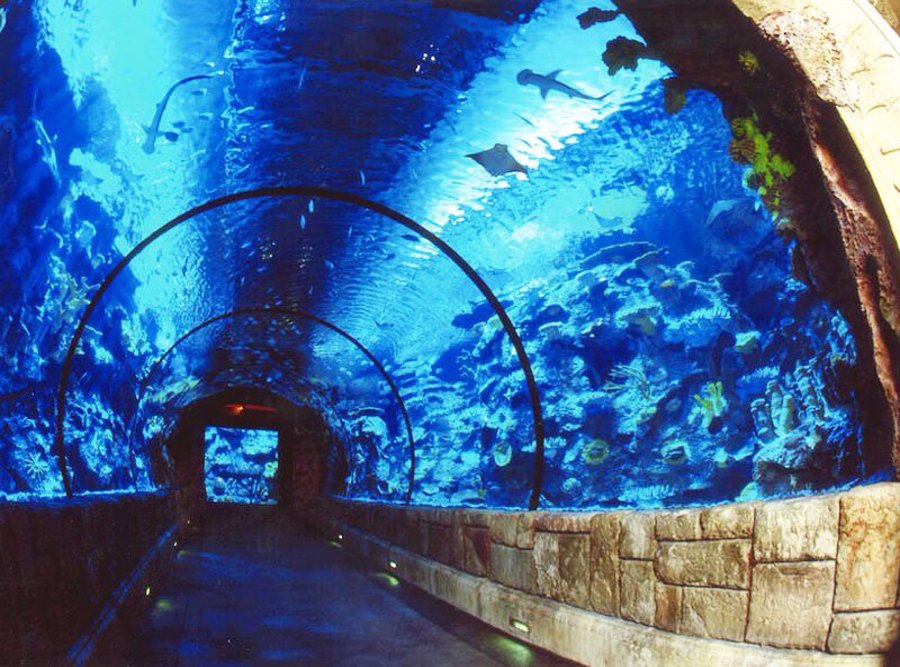 undersea 14