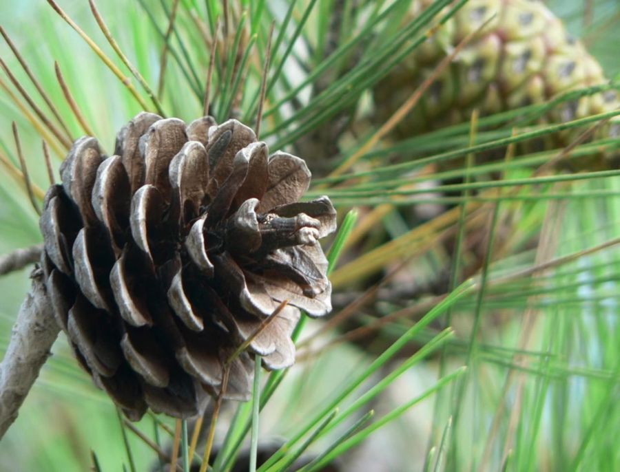 pine fruit