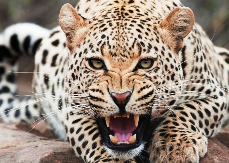 persian cheetah