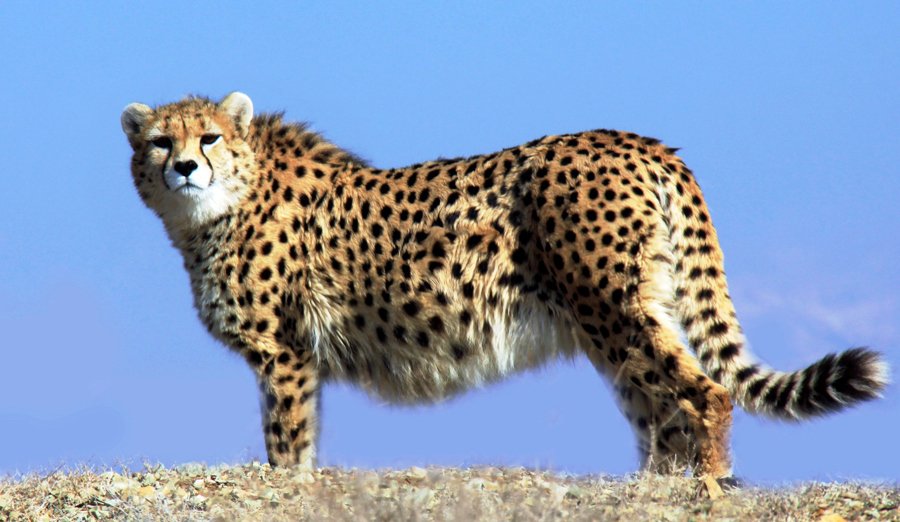 persian_cheetah