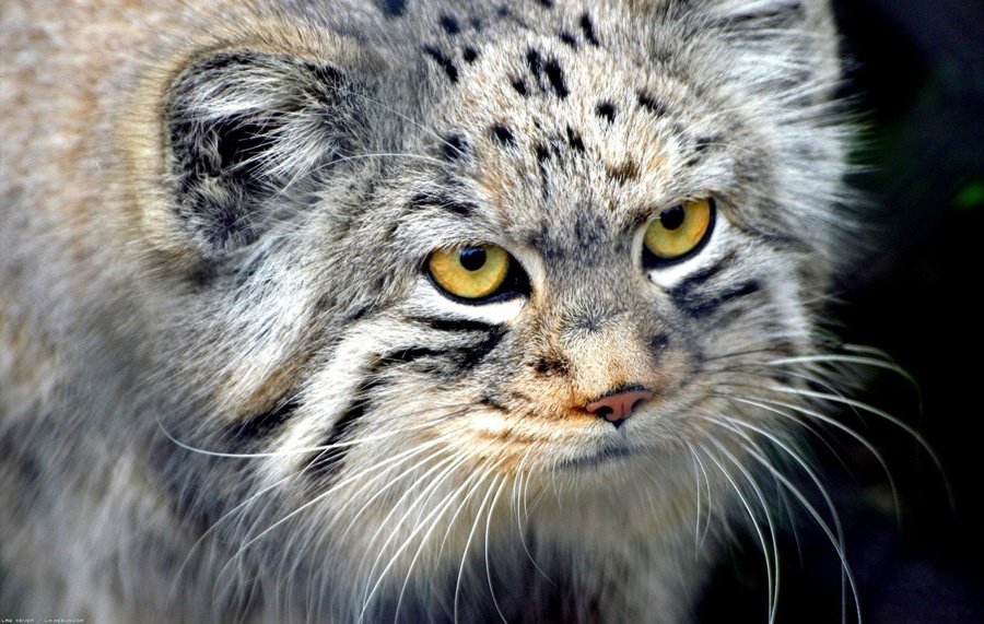 persian palas cat
