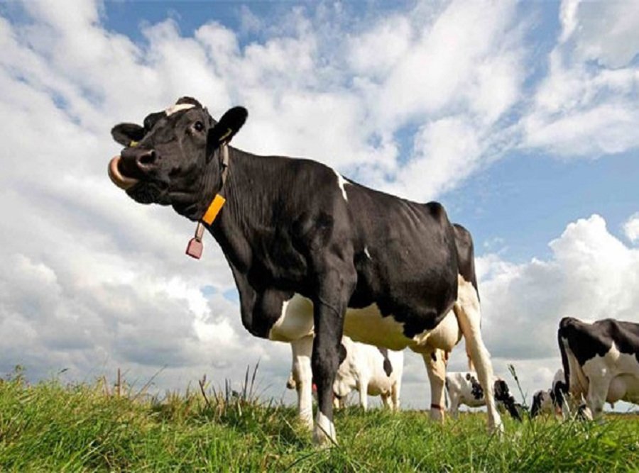 cow-610x360